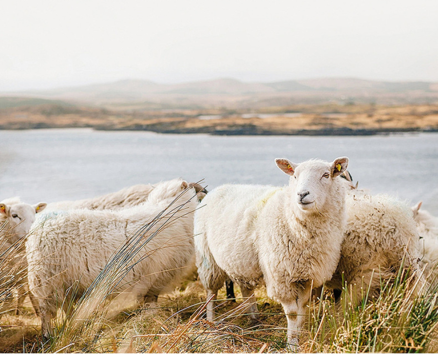 ljvogues-product 45.png